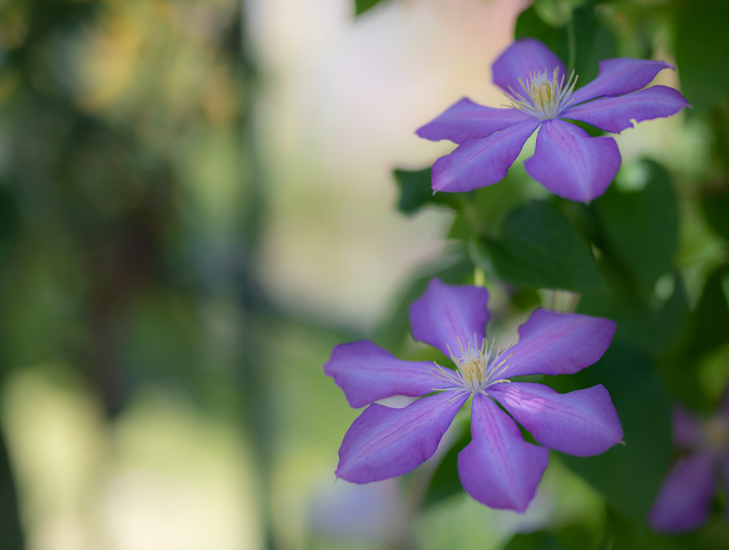 紫の花　５月