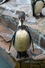 近所のミニ動物園⑤