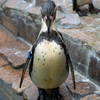 近所のミニ動物園⑤