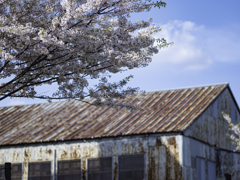 とある工場の屋根と桜＾＾￥