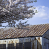 とある工場の屋根と桜＾＾￥