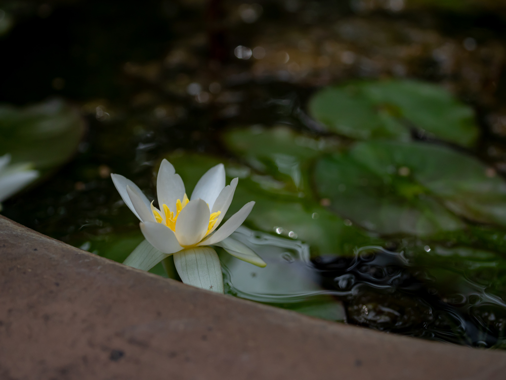 向島百花園に行こう！②