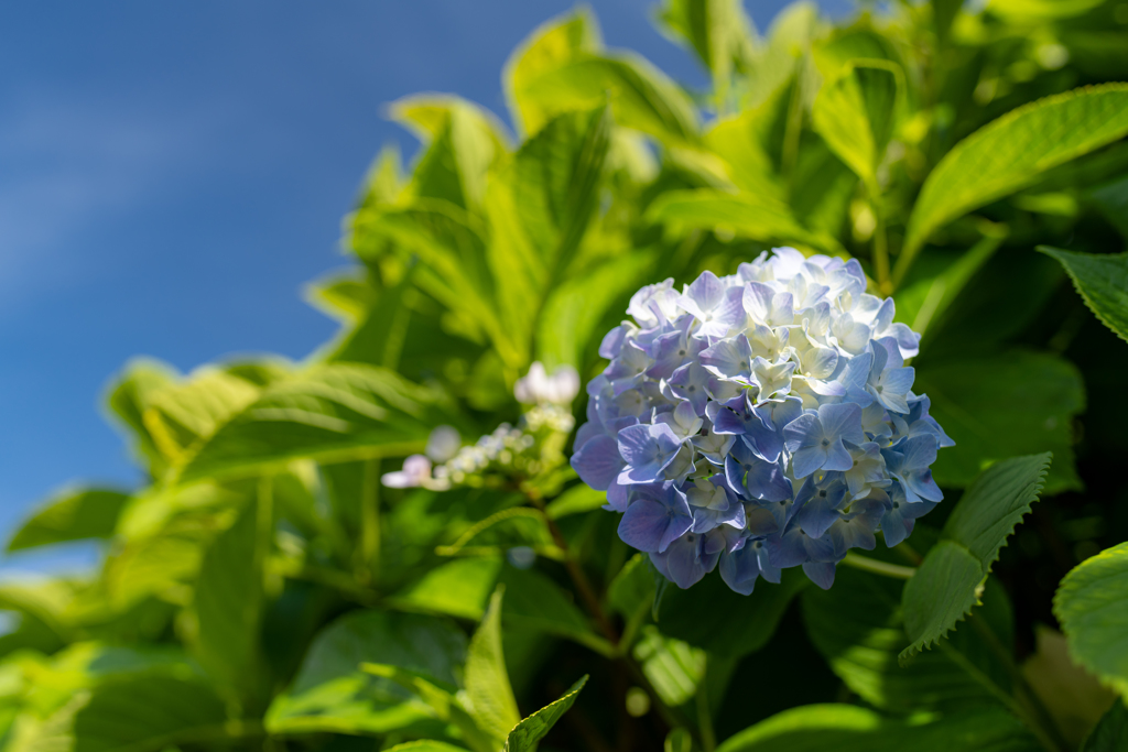 紫陽花の季節到来！ 大輪