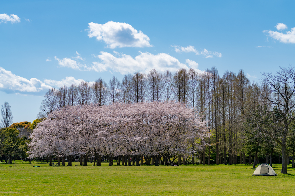 公園と整列の桜