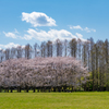公園と整列の桜