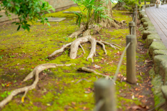 今日の気分は単焦点（50mm）③