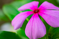 続・息抜きの花