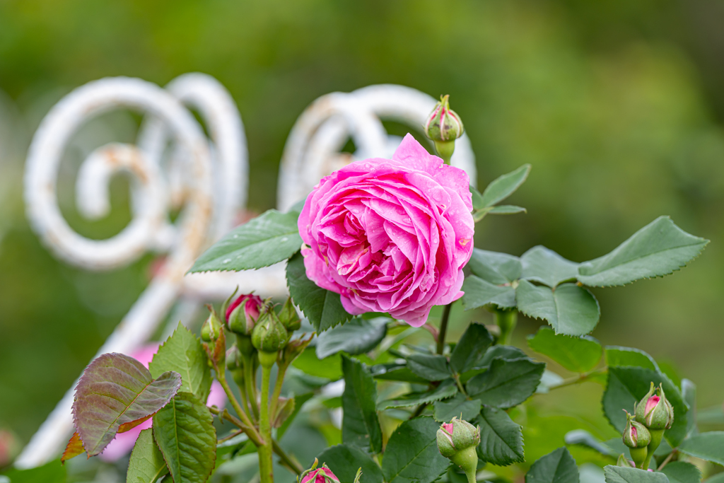 GWの薔薇②＾＾￥
