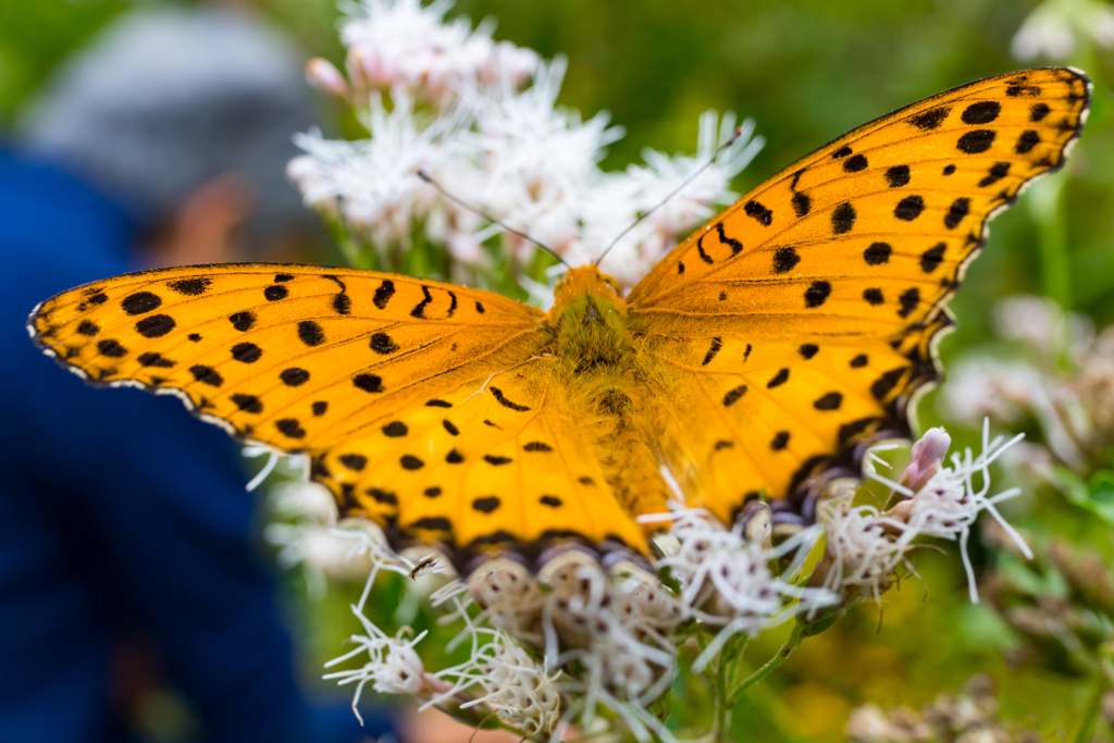 初秋の向島百花園①