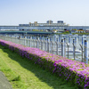 ピンクライン2020＾＾￥その２