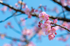 今年の初桜！　河津桜！