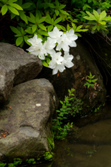 しっとり・白つつじ