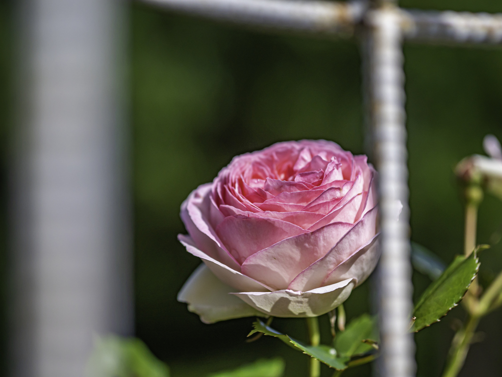 薔薇の季節がやってきましたね！②＾＾￥