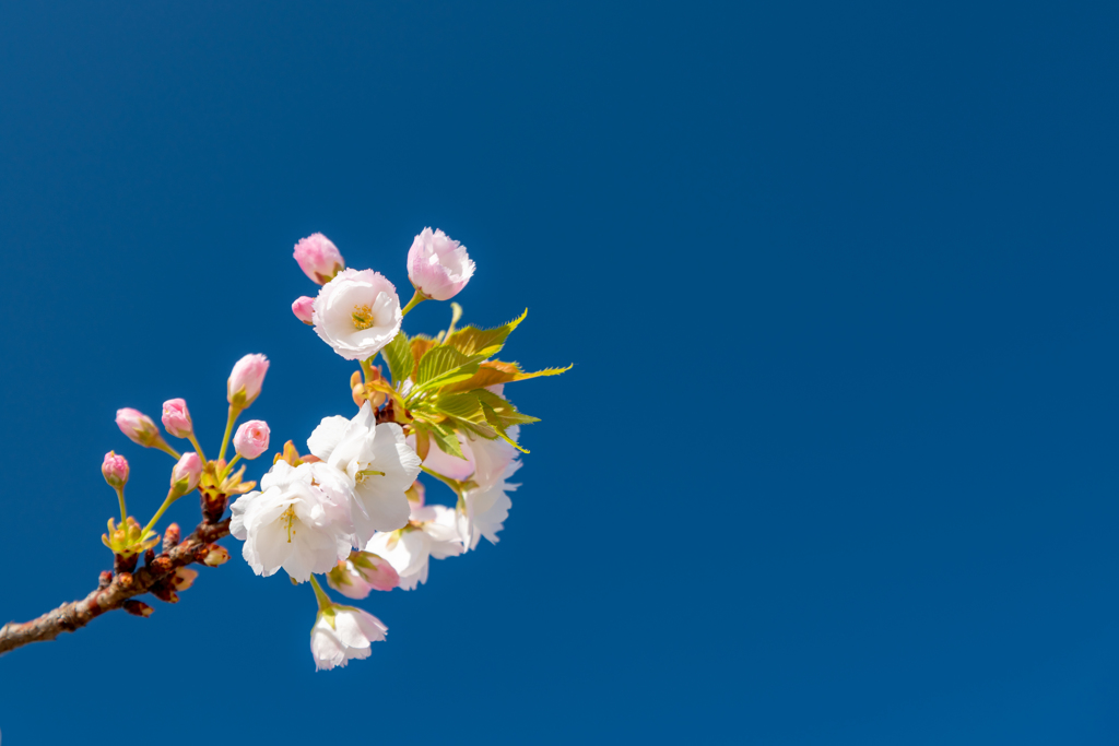真っ青な空に　これからの桜