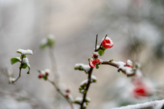 初雪の花