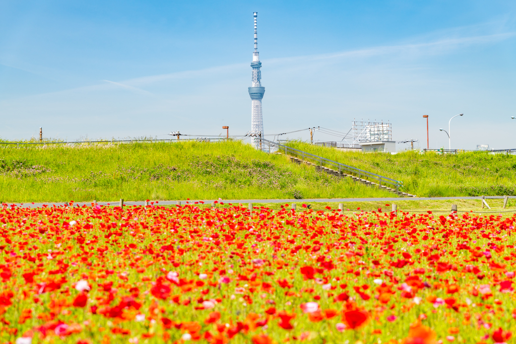 花畑とスカイツリー