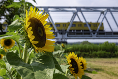 ひまわりと電車＾＾￥