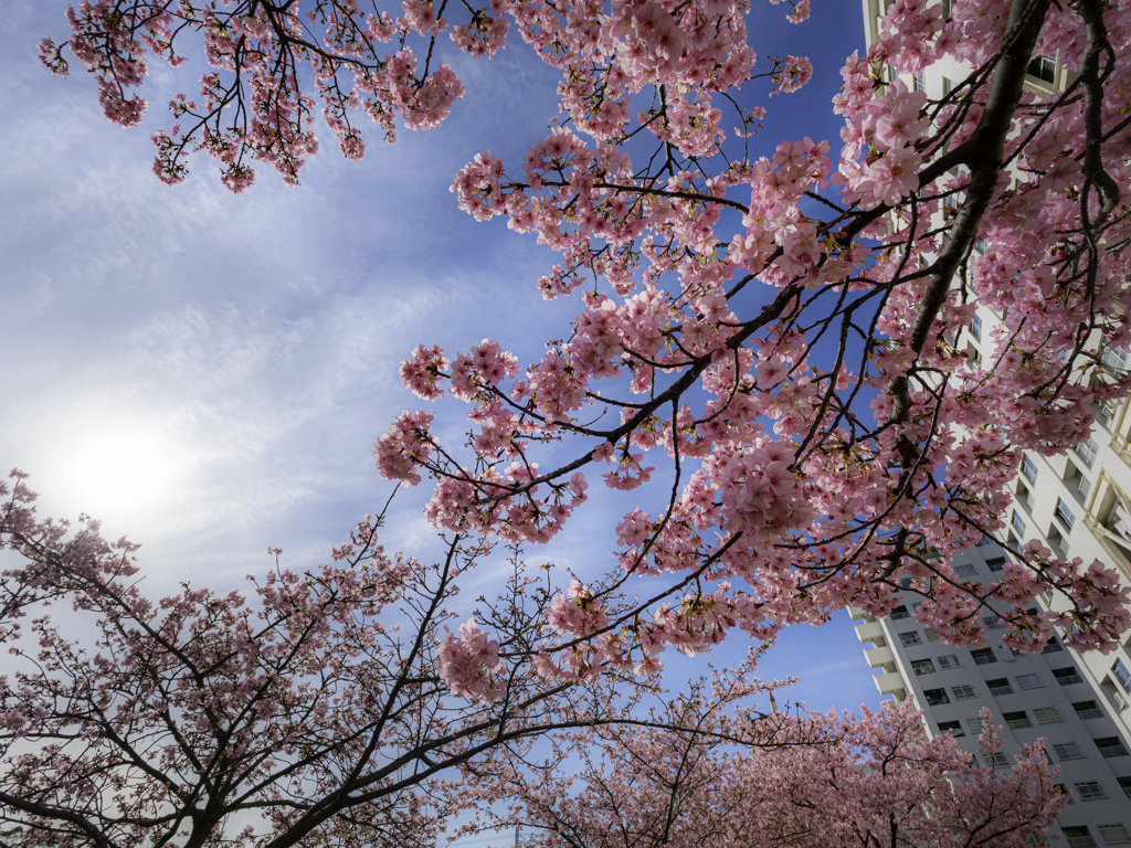 青空に河津桜＾＾￥