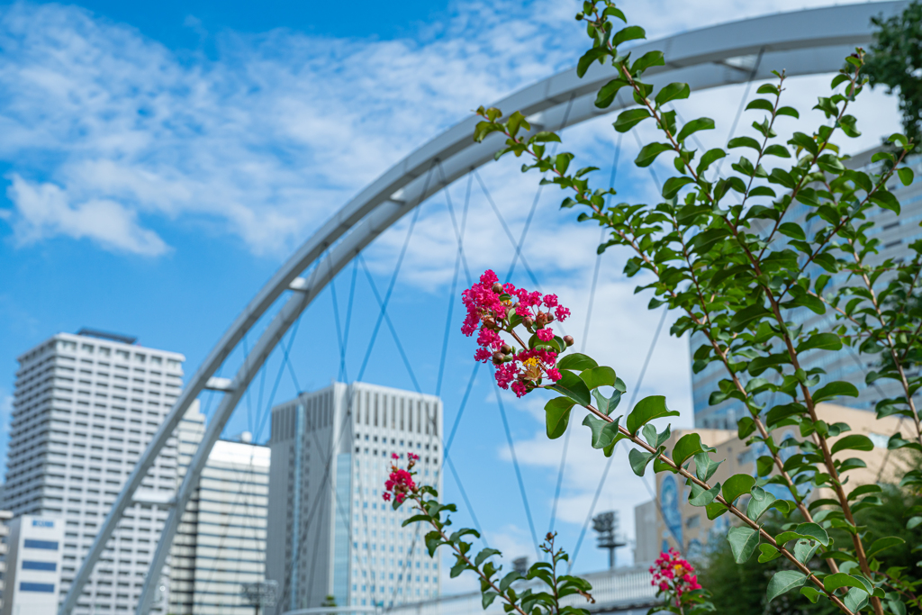 橋＆花＾＾￥