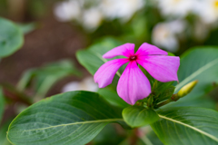 息抜きの花