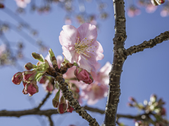 河津桜２０２１　⑥