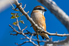 第二回 手賀沼 野鳥撮影 モズ君！