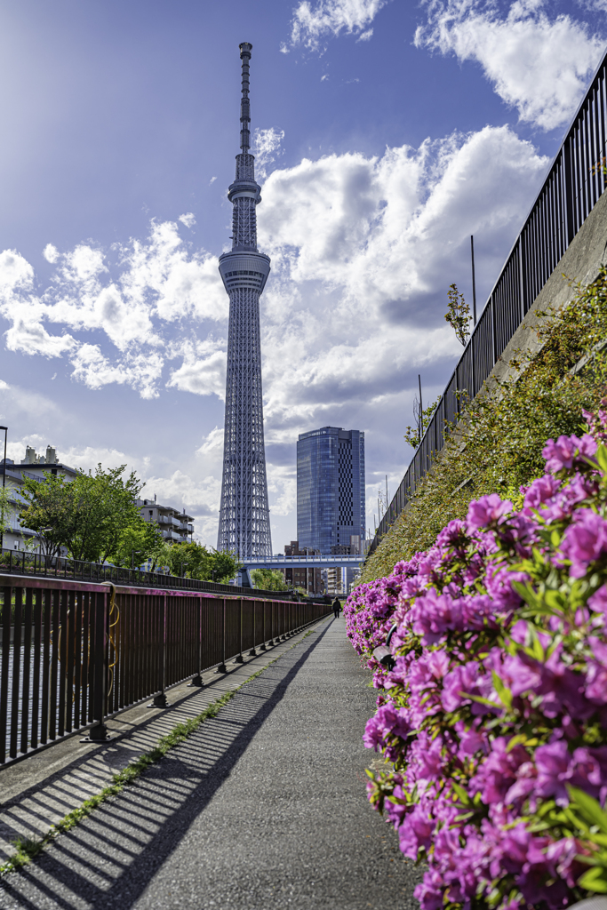 つつじと東京スカイツリー＾＾￥ リブート！
