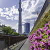 つつじと東京スカイツリー＾＾￥ リブート！