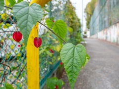 とある学校の周辺に咲いていた、これなんていう花？実？
