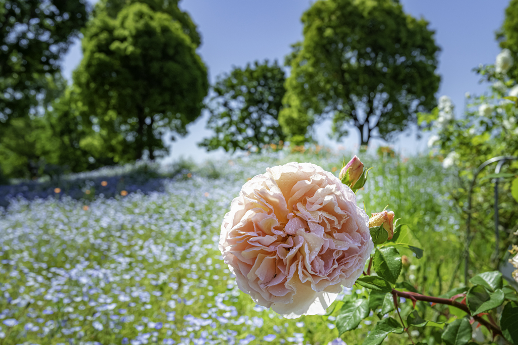 大輪の薔薇＾＾￥