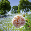 大輪の薔薇＾＾￥