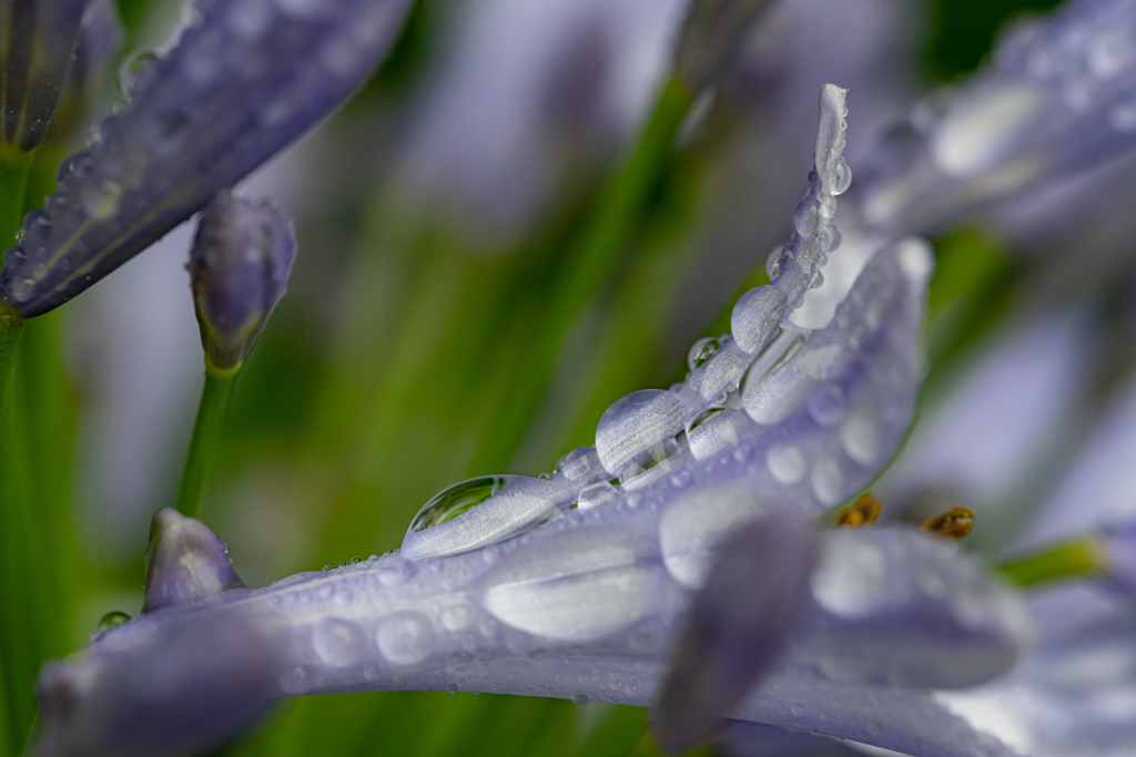 雨マクロ③