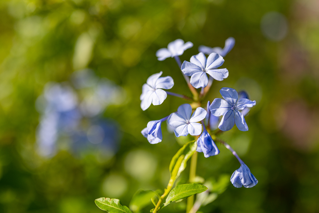 薄いブルーの花
