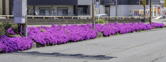 ピンクライン　芝桜編＾＾￥