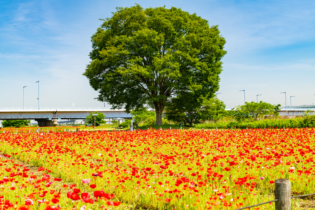 花畑と見守る木