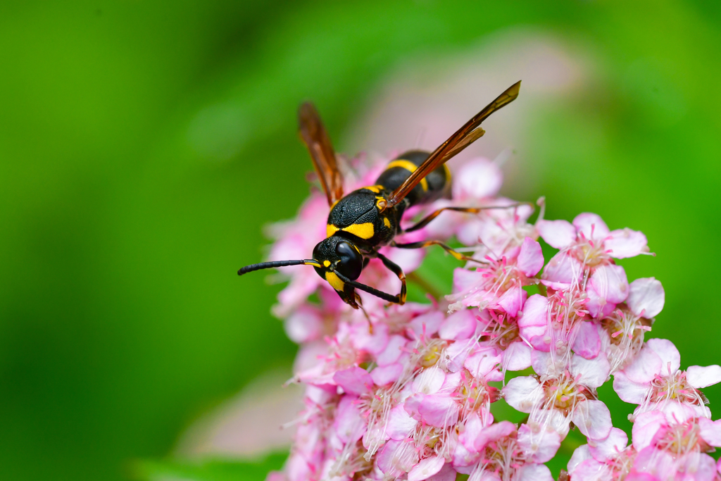台風の直撃の前のマクロ②