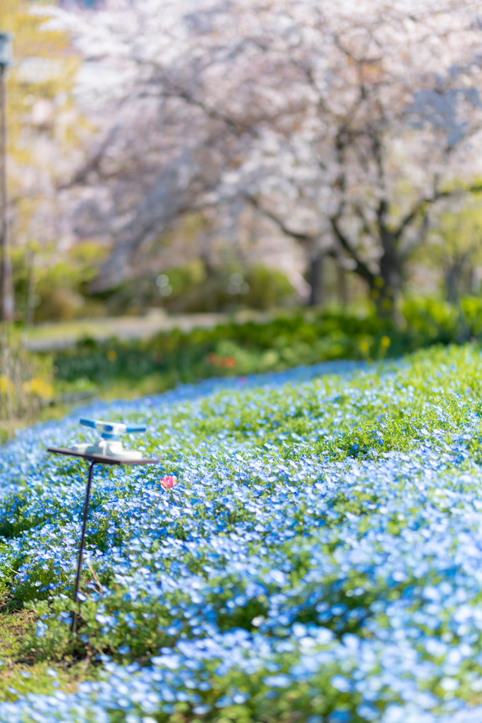 青と緑とピンクのグラデーション By 京子たん Id 写真共有サイト Photohito