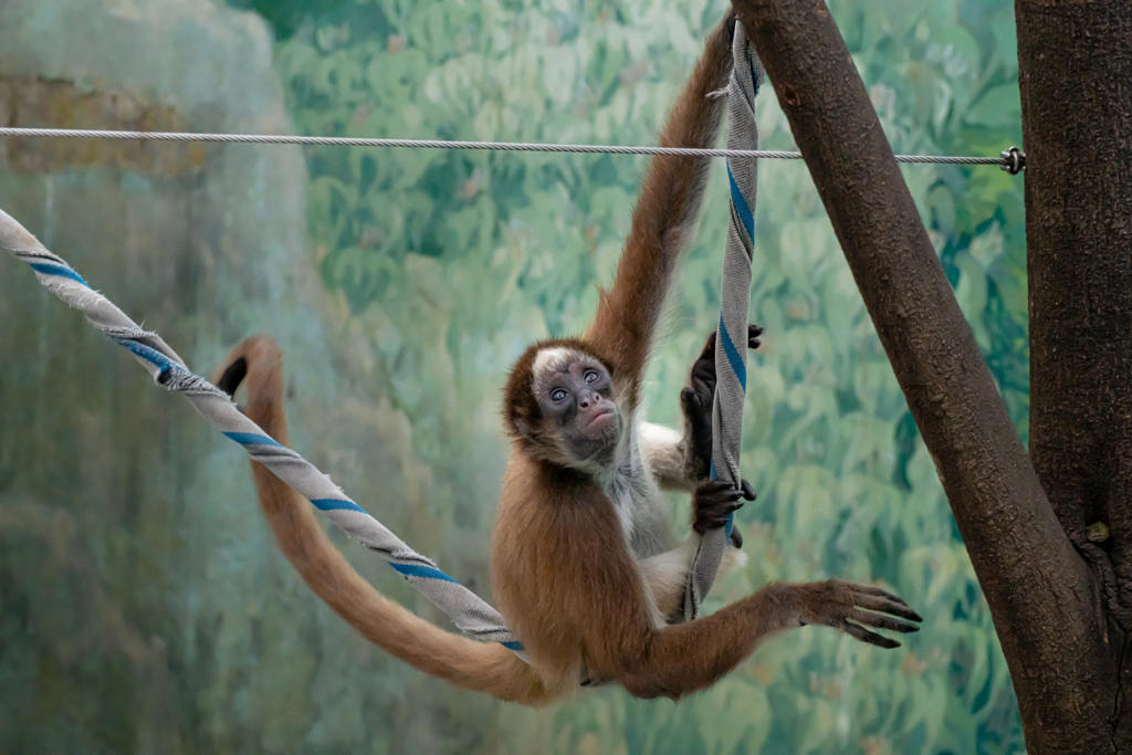 近所のミニ動物園②