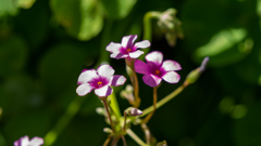 名もない花が太陽の光を浴びて