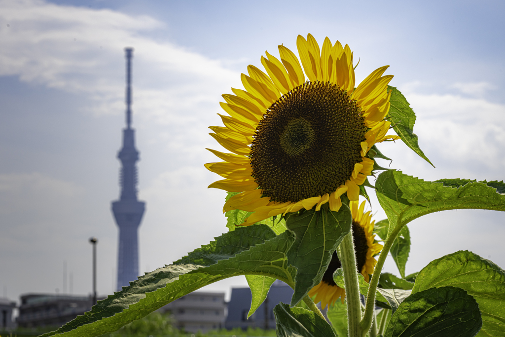 ひまわりと東京スカイツリー＾＾￥