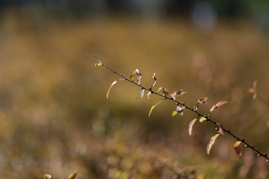 春への希望＾＾￥