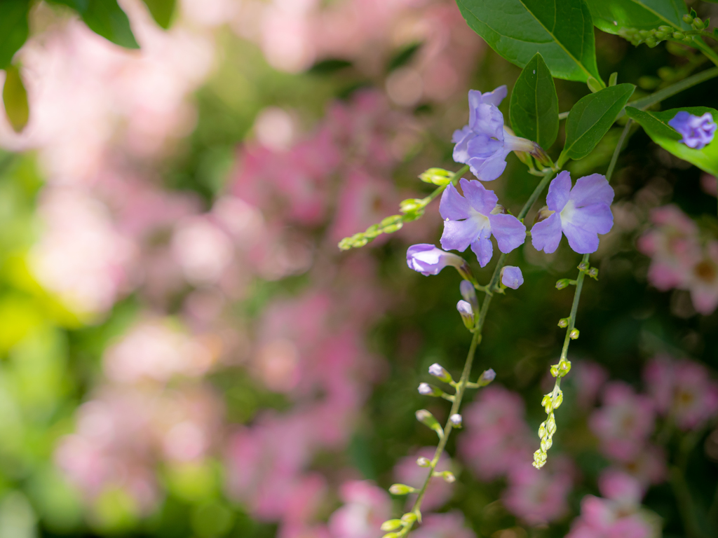 初夏の様な日に花