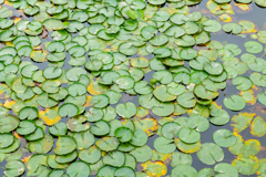 東京の郊外にある東京と思えない公園にて