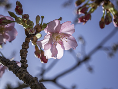 河津桜２０２１　⑦