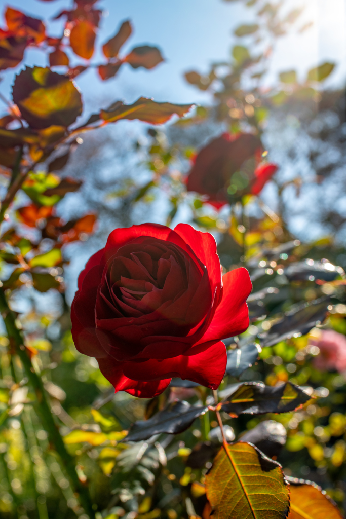 遅咲きの薔薇三