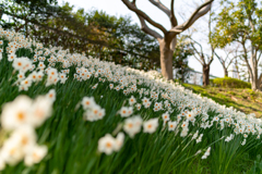 スイセンの森