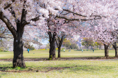 のどかな土曜日の午前中