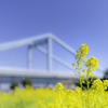 青空と春の花＾＾￥ ふたたび＾＾￥