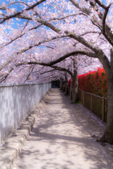桜の小道トンネル　闇！