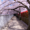 桜の小道トンネル　闇！